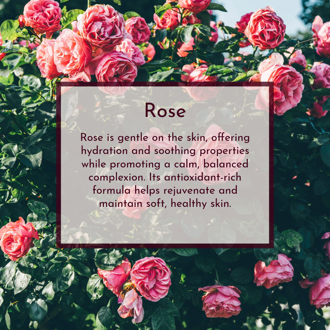 Rose Reverie image 4