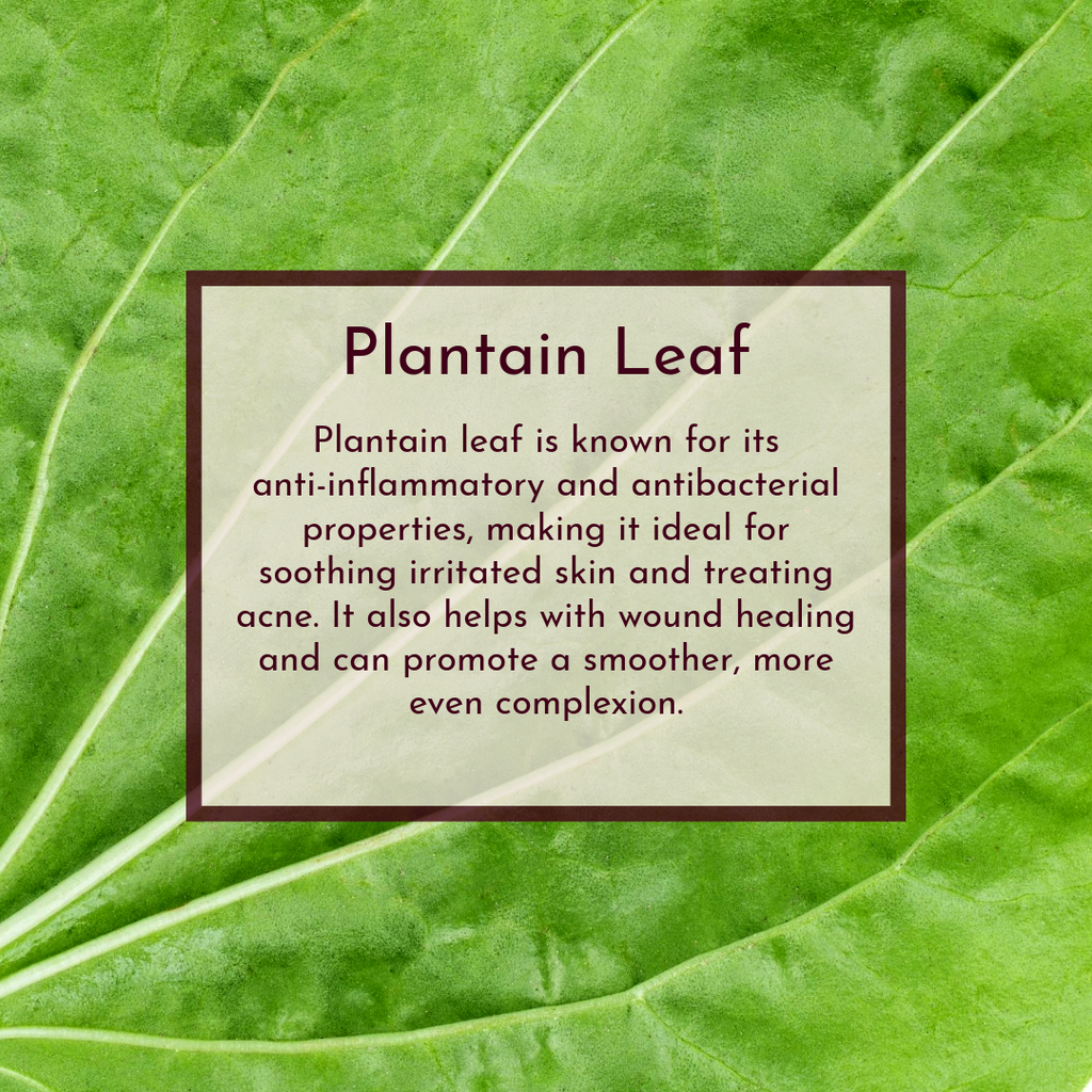 Luminous Leaf image 7